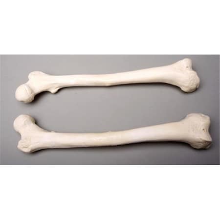 Skeletons And More Skeletons and More SM384DR Right Femur Bone SM384DR